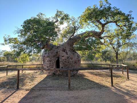 Photo: Boab Prison Tree